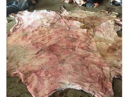 Alted Cow Hides