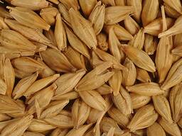 Barley