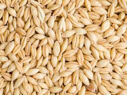 Barley