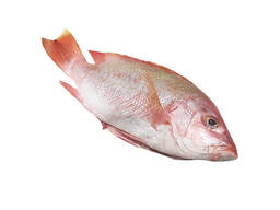Big Eye Frozen Snapper | Red Snapper Wholesale Fish Supplier