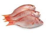 Best Selling Wholesale Fresh Frozen Red Snapper Emperor Fish - фото 3