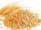 Bulk Wheat Supply | Wholesale Wheat Grain Exporter - фото 1