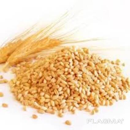 Bulk Wheat Supply | Wholesale Wheat Grain Exporter