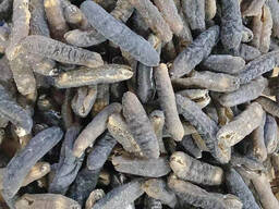 Dried Sea Cucumber