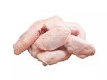 Frozen Chicken for sale Halal Frozen Whole Chicken - фото 1