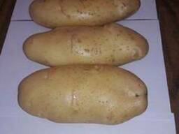 Fresh potato for sale