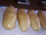 Fresh potato for sale - photo 1