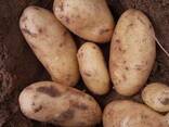 Fresh potato for sale - photo 2