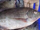 Frozen Black Tilapia - фото 1