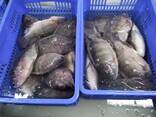 Frozen Black Tilapia - фото 2
