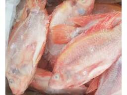 Frozen Fresh Whole Round Red Tilapia