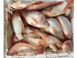 Frozen Fresh Whole Round Red Tilapia - фото 2