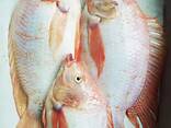 Frozen Fresh Whole Round Red Tilapia - фото 3