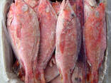 Wholesale Frozen Red and Black Tilapia Snapper Fish IQF Storage 12-Day Shelf Life - фото 1