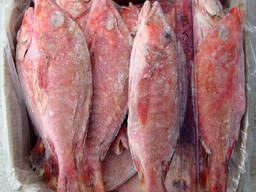 Frozen Red Snapper Whole Round for Export Use