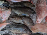 Wholesale Frozen Red and Black Tilapia Snapper Fish IQF Storage 12-Day Shelf Life - фото 2