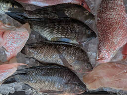 Best Selling Wholesale Fresh Frozen Red Snapper Emperor Fish