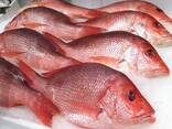 Best Selling Wholesale Fresh Frozen Red Snapper Emperor Fish - фото 1