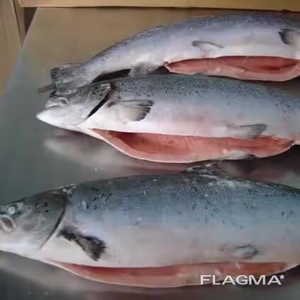 Frozen Salmon Fish