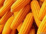 Предложение на пшеницу, кукурузу и ячмень для экспорта - фото 1