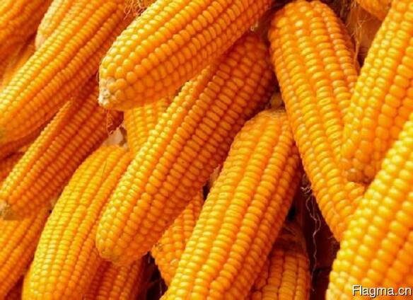 Предложение на пшеницу, кукурузу и ячмень для экспорта