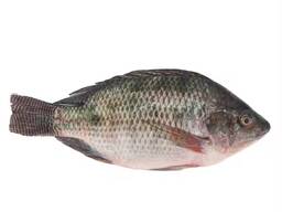 Good Quality Frozen Tilapia Whole with Wholesale | Fresh Catch Tilapia