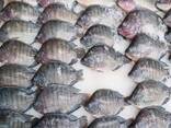 Good Quality Frozen Tilapia Whole with Wholesale | Fresh Catch Tilapia - фото 2