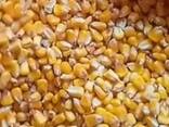 Grain. Зерно - фото 2