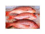 High grade frozen red snapper fish prepared for large quantity bulk sale demand - фото 1
