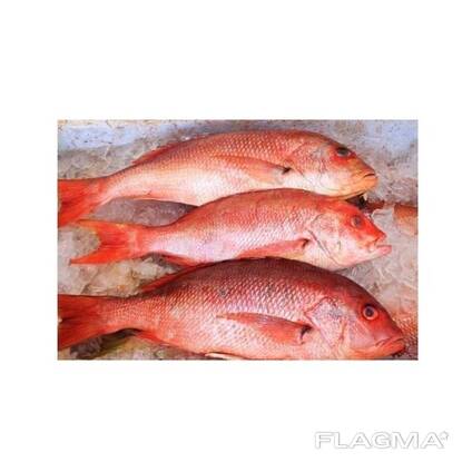 High grade frozen red snapper fish prepared for large quantity bulk sale demand