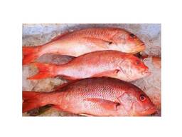 High grade frozen red snapper fish prepared for large quantity bulk sale demand