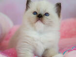 Котята породы рэгдолл - фото 1
