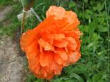 Маки декоративные (семена) - photo 2