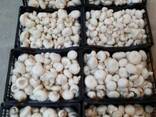 Mushroom Грибы - фото 1