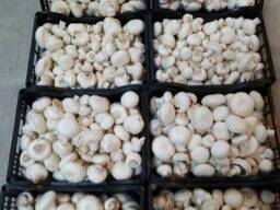 Mushroom Грибы