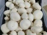 Mushroom Грибы - фото 2