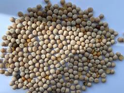 Pea seeds
