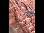 Natural casings offers frozen pork intestines - photo 2