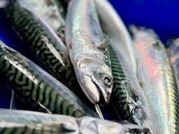 Premium Frozen Mackerel — Wholesale Seafood Supply