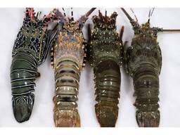 Premium Rock Lobster — Wholesale Seafood Supply