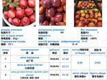 Продаем свежие фрукты и овощи из Китая - фото 5