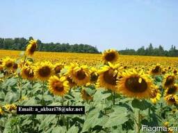 Продам масла рафинированное и не рафинированное