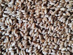 Пшеница 4,5 и внеклассовая (кормовая )