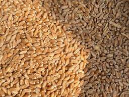 Пшеница Мягкая/Твёрдая 小麦软硬