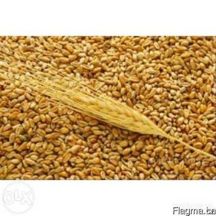 Пшеницу 4-5 класс