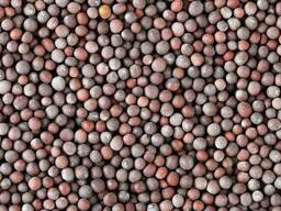 Rapeseed harvest 2024