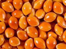 Red millet harvest 2024