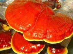 灵芝，灵芝，灵芝，灵芝 , Ganoderma lucidum