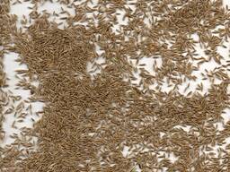 Ryegrass (annual, multi-year)