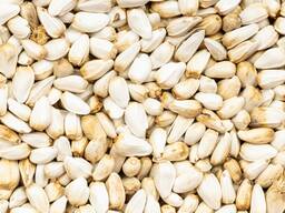 Safflower harvest 2024